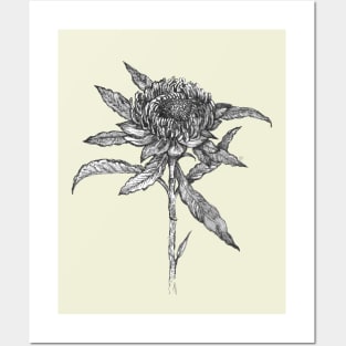 Flower_Botanical Illustration. Posters and Art